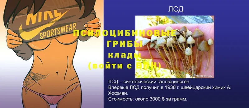 Галлюциногенные грибы Psilocybe  Зерноград 